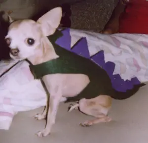 Ch-Rex